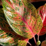 Folhas da Aglaonema-vermelha