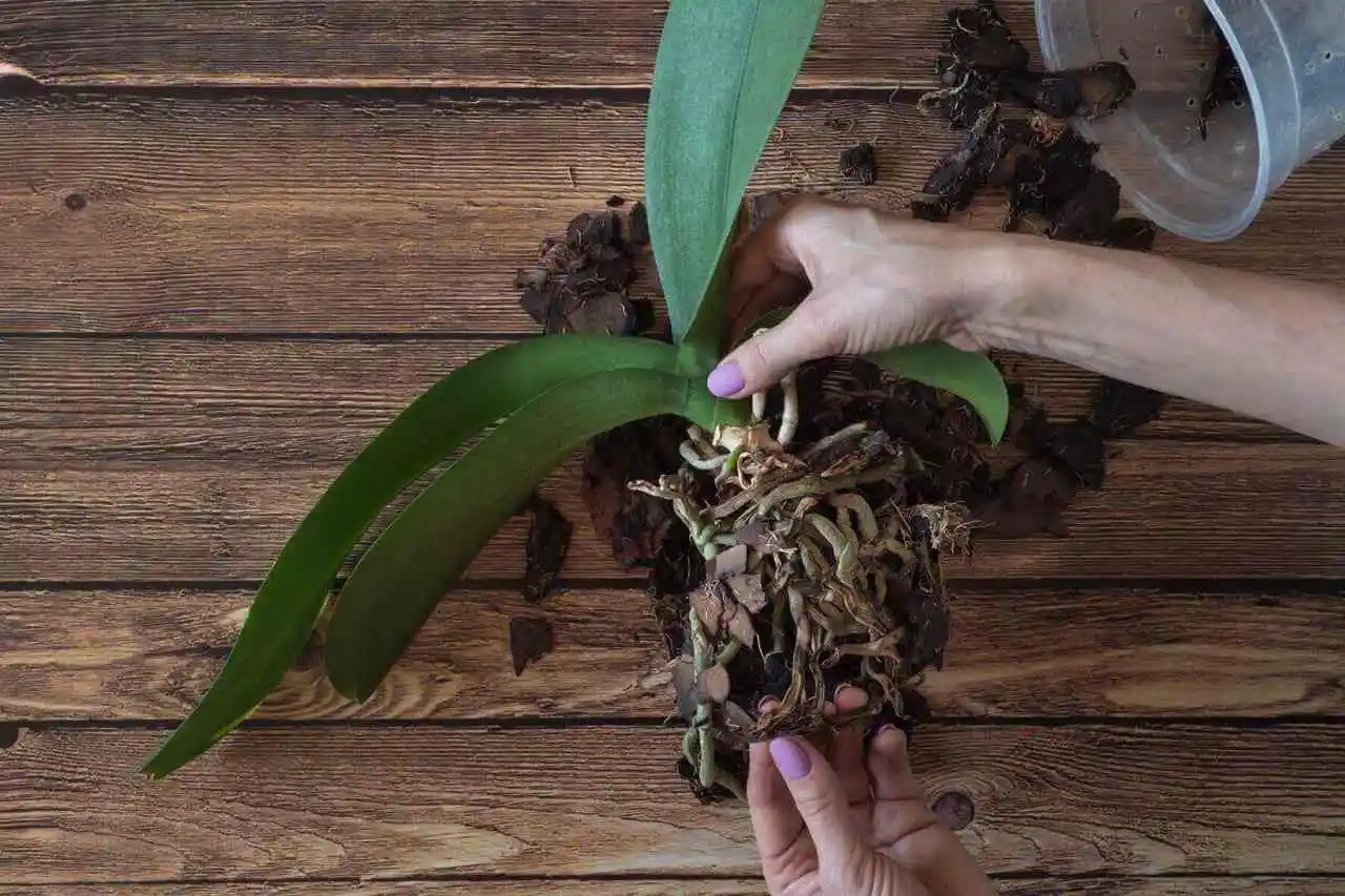 Como Fazer Muda Da Haste Da Orquídea Phalaenopsis