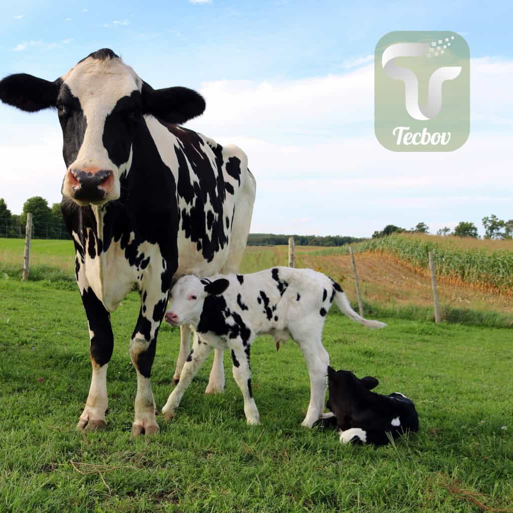 No momento, você está visualizando Qual o tempo ideal para inseminação de vaca?