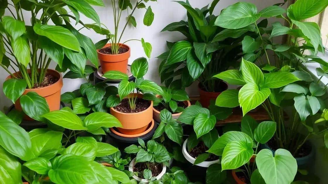 Leia mais sobre o artigo Espécies que se desenvolvem bem com pouca luz