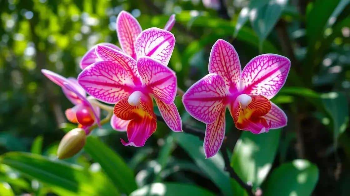 orquideas sobreviventes guia minimalista para manter suas orquideas vivas por anos